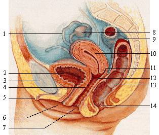 Anatomie vagíny